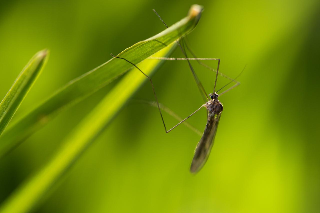 Climate Change behind insect-borne illness rise | One Earth Climate change summer bugs insects