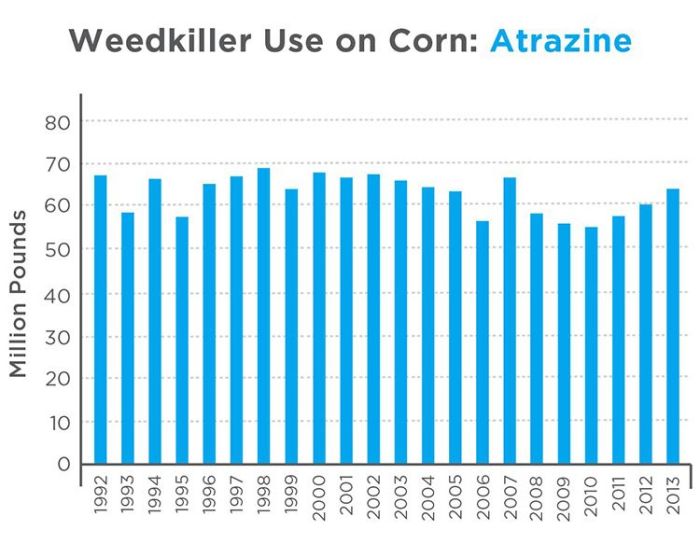 Atrazine and Glyphosate More Harmful Than Scientists Once Thought ... Are pesticides dangerous maha glyphosate atrazine