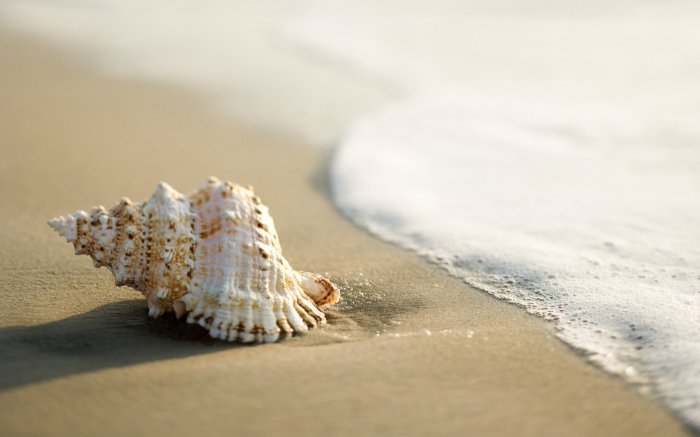 Download Nature Shell Image Shell greenlights aphrodite gas project offshore trinidad company says