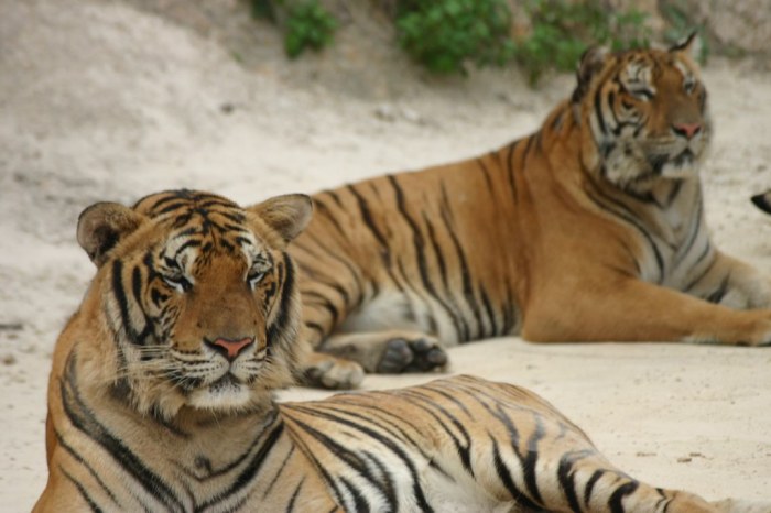 Tigers | Tiger Temple Kanchanaburi Provence, Thailand | S B | Flickr Tigers give up 4 run lead rebound sink white sox