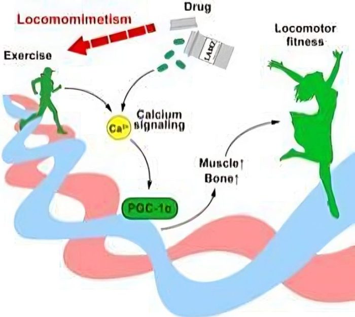 Regenerons weight loss drug helps preserve muscle mass study