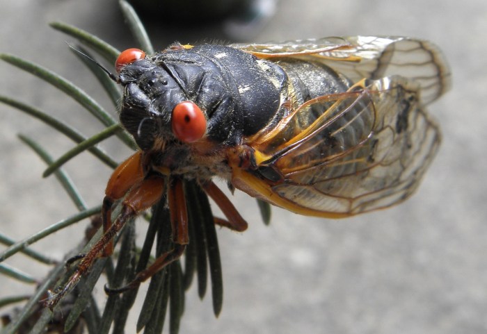 Cicada brood xiv emerging what to know