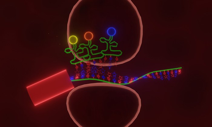 Study provides insight into muscle wasting in cancer patients Regenerons weight loss drug helps preserve muscle mass study