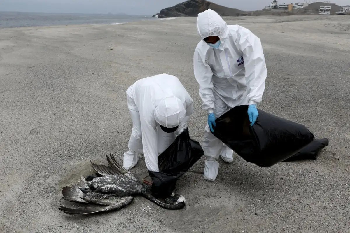 World Health Organization: WHO says bird flu risk currently low, asks ... Brazil minister says signs show efficient control bird flu outbreak