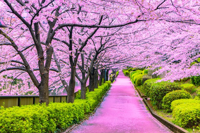 Cherish the Beauty of Japan’s Cherry Blossoms | KCP International Japans ispace counts down second moon landing attempt friday
