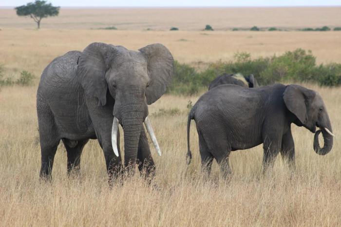 14 Things You Didn't Know About Today's Ivory Trade - WildAid Ivory coasts final electoral list excludes opposition leader thiam