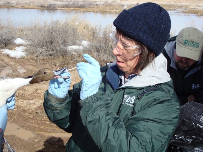 Wastewater testing farms bird flu