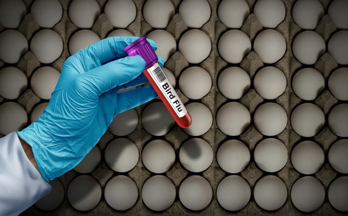 First national look at H5N1 bird flu in wastewater suggests limited ... Wastewater testing farms bird flu