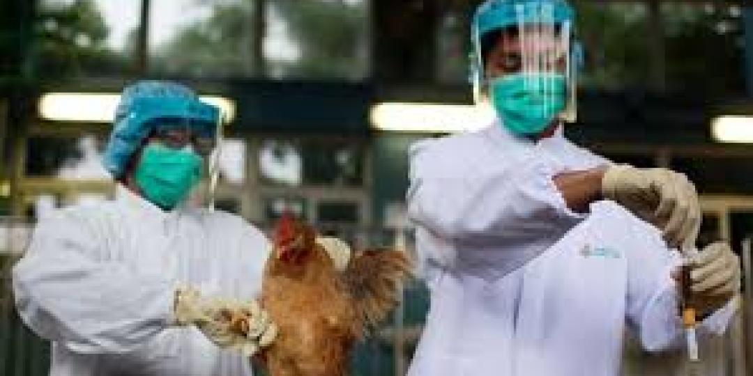 Nine Brazilian states declared an emergency due to avian flu - World ... Brazil trade restrictions after bird flu outbreak