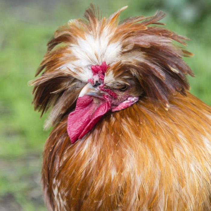 Polish Chickens - Polish Chicken Facts | ChickenCoopGuides.com Polish parliament speaker says confidence vote should be next week