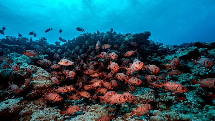 French polynesia announces new marine protected area