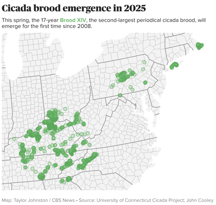 All you need to know about the Brood X Periodical Cicada in new Penn ... Cicada brood xiv emerging what to know