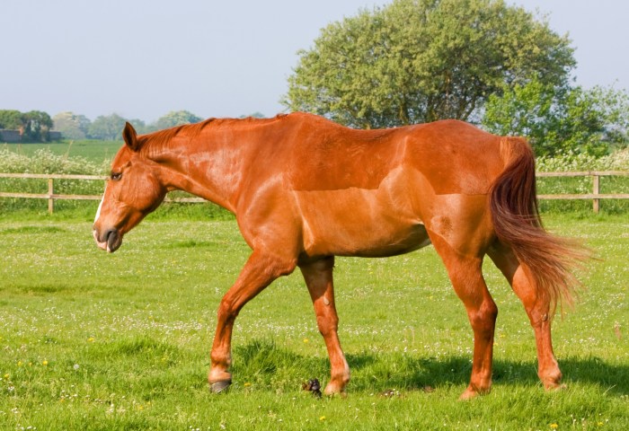 Horse racing lambourn wins epsom derby obrien