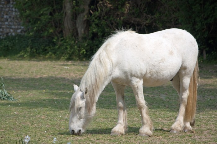 Horse Grazing Free Stock Photo - Public Domain Pictures Horse racing lambourn wins epsom derby obrien