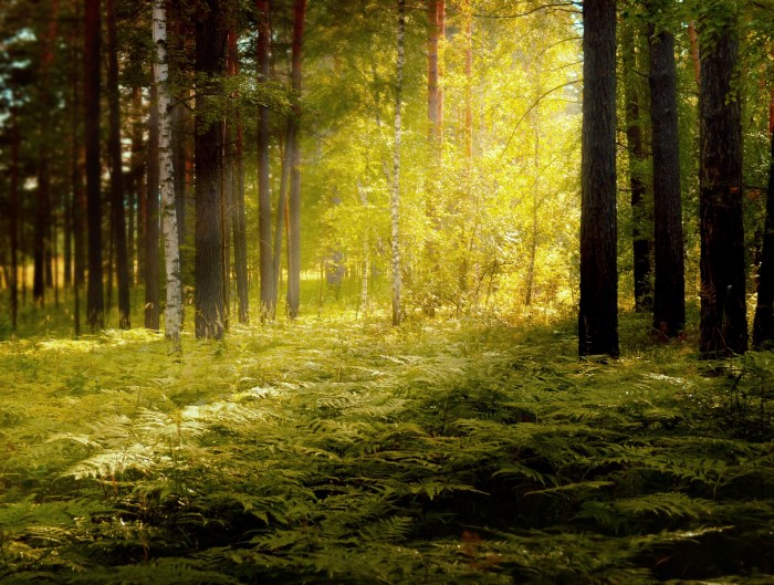 Forest blizzard vs fancy bear cyber companies hope untangle weird hacker