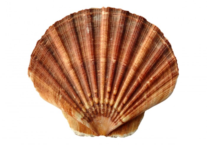 Ocean Clam Shell Free Stock Photo - Public Domain Pictures Shells decision phase 2 lng canada will depend other opportunities exec says