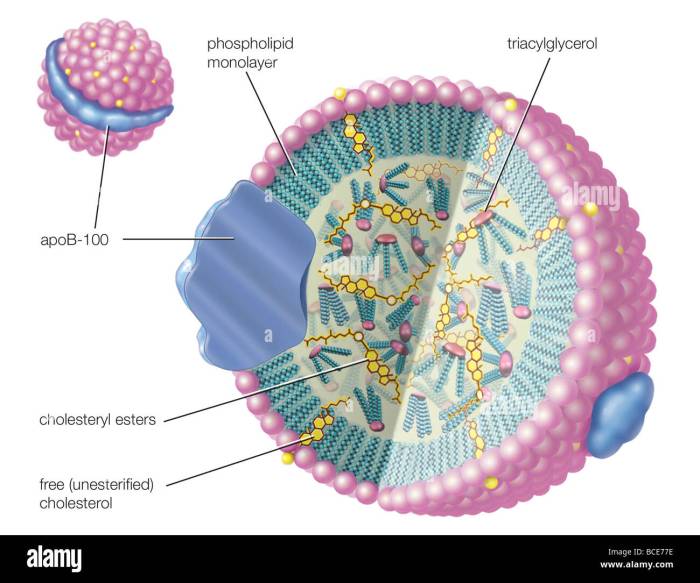 What is lipoprotein lpa cholesterol