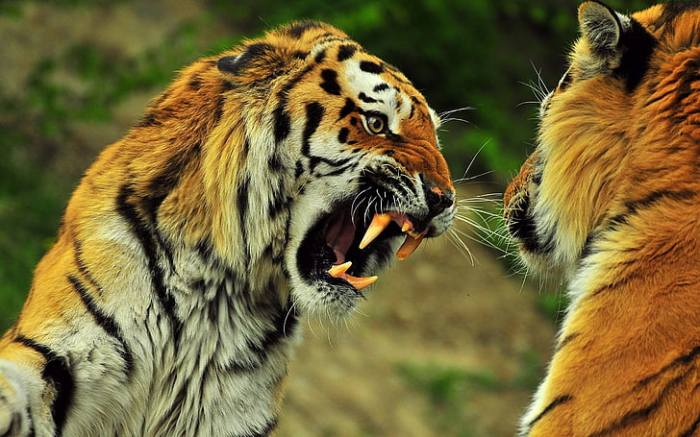 HD wallpaper: adult tiger, predator, teeth, anger, aggression, animal ... Tigers give up 4 run lead rebound sink white sox