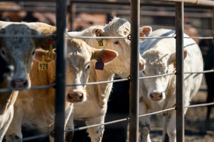The Danger of Flesh-Eating Screwworms - Life Conceptual How flesh eating screwworms cattle could raise us beef prices