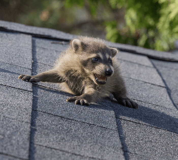 Does this sound like a rabid raccoon? Warning: it gets loud. : r/Raccoons Rampaging raccoons add airbus factory headaches
