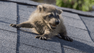Rampaging raccoons add airbus factory headaches