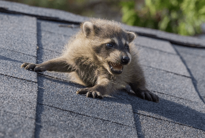 Rampaging raccoons add airbus factory headaches
