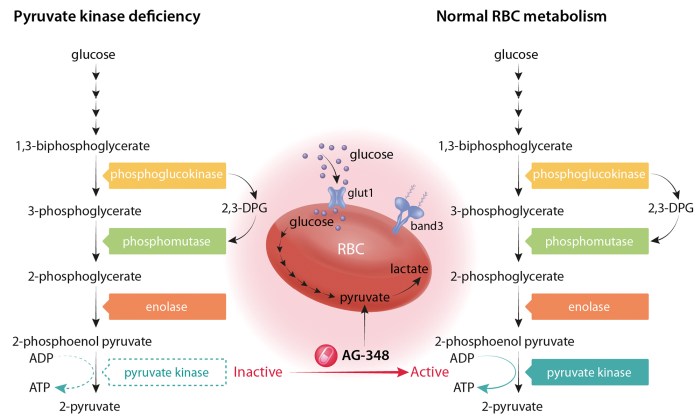Targeting the red cell enzyme pyruvate kinase with a small allosteric ... Rbcs profit jumps hsbc deal wealth management boost