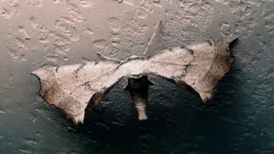 Mega deal truce augurs gentler trustbuster norm