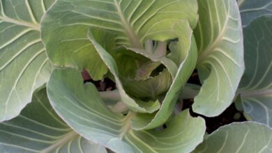 Kohls annual forecasts spotlight after leadership turmoil tariff uncertainty